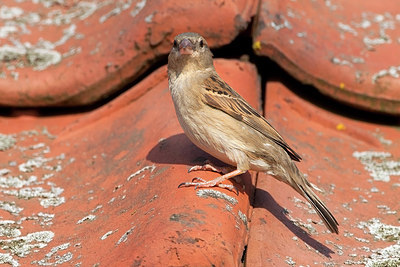 BUITEN BEELD Foto: 260926