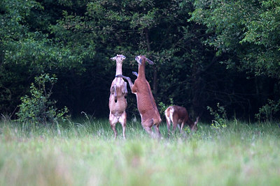 BUITEN BEELD Foto: 260952