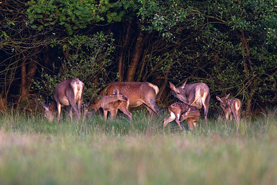 BUITEN BEELD Foto: 260955