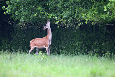 BUITEN BEELD Foto: 260957