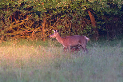 BUITEN BEELD Foto: 260959