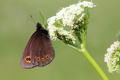 BUITEN BEELD Foto: 261001