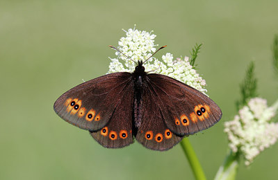 BUITEN BEELD Foto: 261002