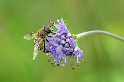 BUITEN BEELD Foto: 261007