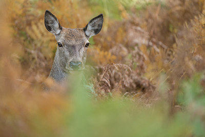 BUITEN BEELD Foto: 261024