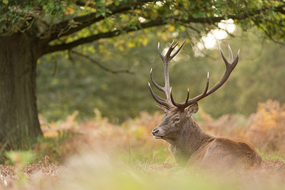 BUITEN BEELD Foto: 261026