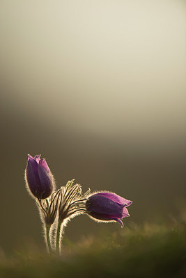 BUITEN BEELD Foto: 261029