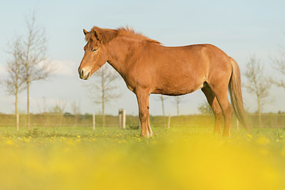 BUITEN BEELD Foto: 261034