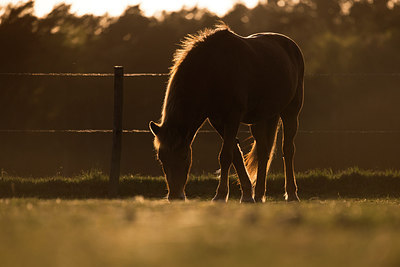 BUITEN BEELD Foto: 261038