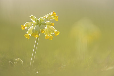 BUITEN BEELD Foto: 261042