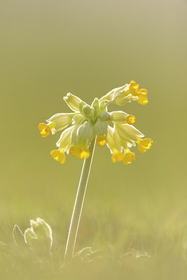 BUITEN BEELD Foto: 261043