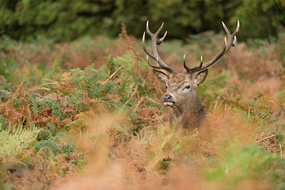 BUITEN BEELD Foto: 261053