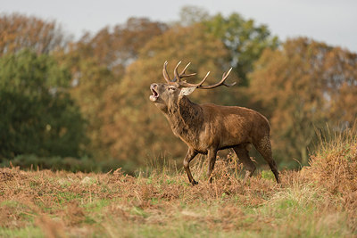 BUITEN BEELD Foto: 261054