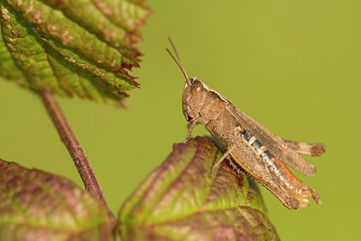 BUITEN BEELD Foto: 261069