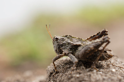 BUITEN BEELD Foto: 261071