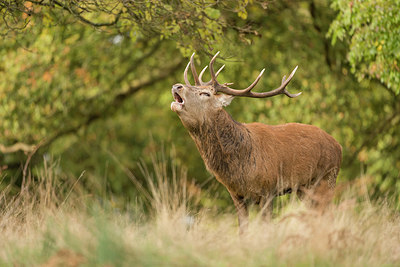 BUITEN BEELD Foto: 261104