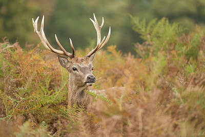 BUITEN BEELD Foto: 261105