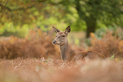 BUITEN BEELD Foto: 261108