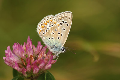 BUITEN BEELD Foto: 261113