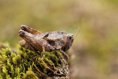 BUITEN BEELD Foto: 261118