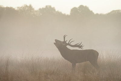 BUITEN BEELD Foto: 261126