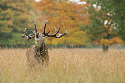 BUITEN BEELD Foto: 261127