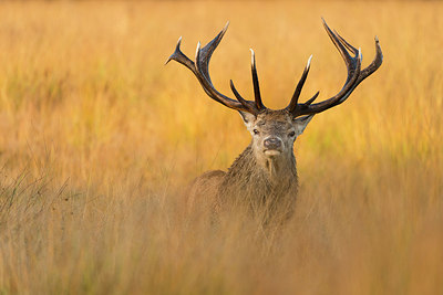 BUITEN BEELD Foto: 261128