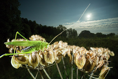 BUITEN BEELD Foto: 261131