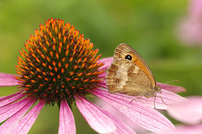 BUITEN BEELD Foto: 261140