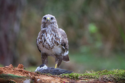 BUITEN BEELD Foto: 261156