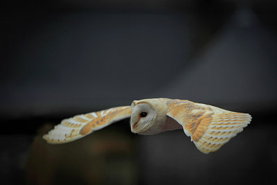 BUITEN BEELD Foto: 261163