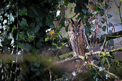 BUITEN BEELD Foto: 261168