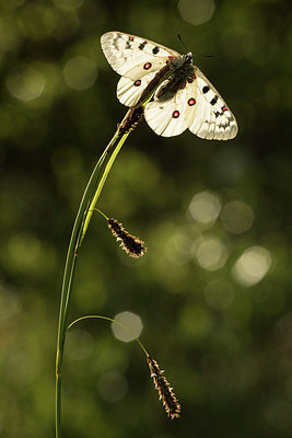 BUITEN BEELD Foto: 261195