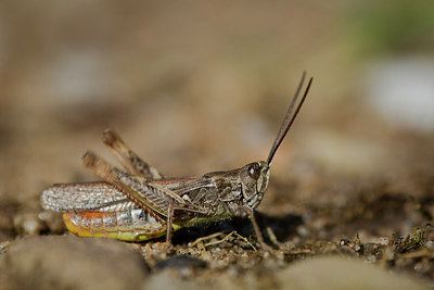 BUITEN BEELD Foto: 261224