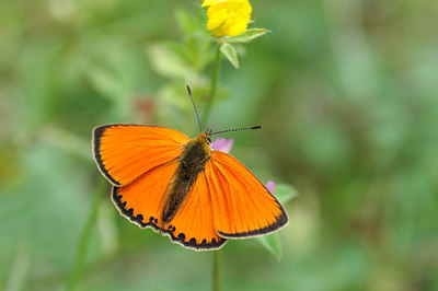 BUITEN BEELD Foto: 261252