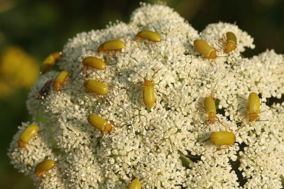 BUITEN BEELD Foto: 261253