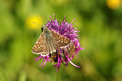 BUITEN BEELD Foto: 261254