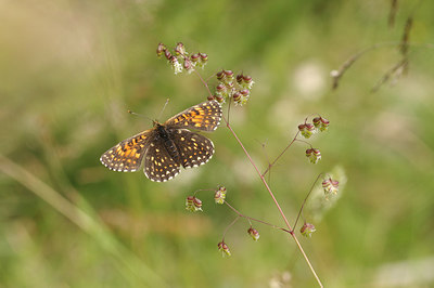 BUITEN BEELD Foto: 261255