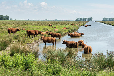 BUITEN BEELD Foto: 261280