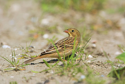 BUITEN BEELD Foto: 261312