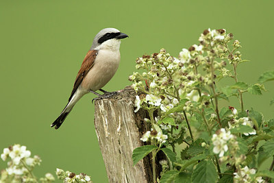 BUITEN BEELD Foto: 261324