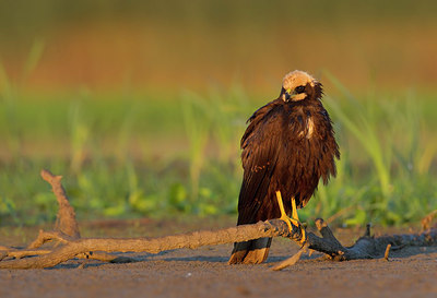 BUITEN BEELD Foto: 261337