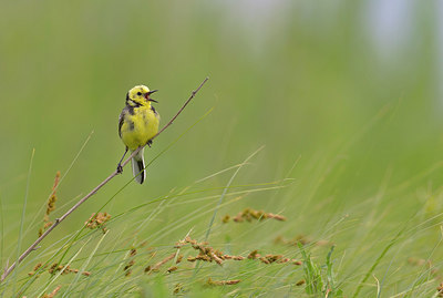BUITEN BEELD Foto: 261340