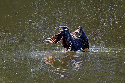 BUITEN BEELD Foto: 261342