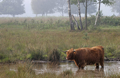 BUITEN BEELD Foto: 261362