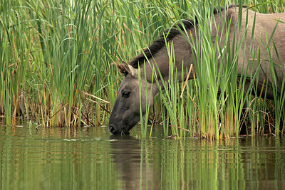 BUITEN BEELD Foto: 261381