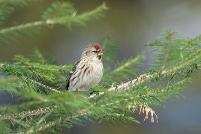 BUITEN BEELD Foto: 261399