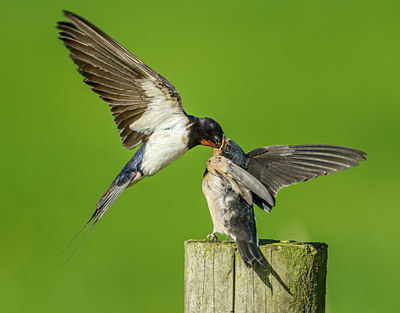 BUITEN BEELD Foto: 261412