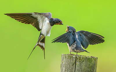 BUITEN BEELD Foto: 261413