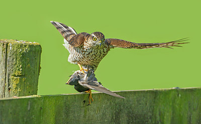 BUITEN BEELD Foto: 261416